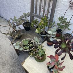 ‼️🌵🪴MOVING OUT PLANTS SALE! EVERYTHING MUST GO! 🌱🪻‼️