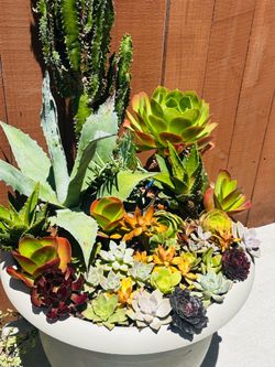 A big pot of arrangement succulents