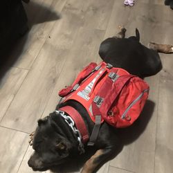 Harness 