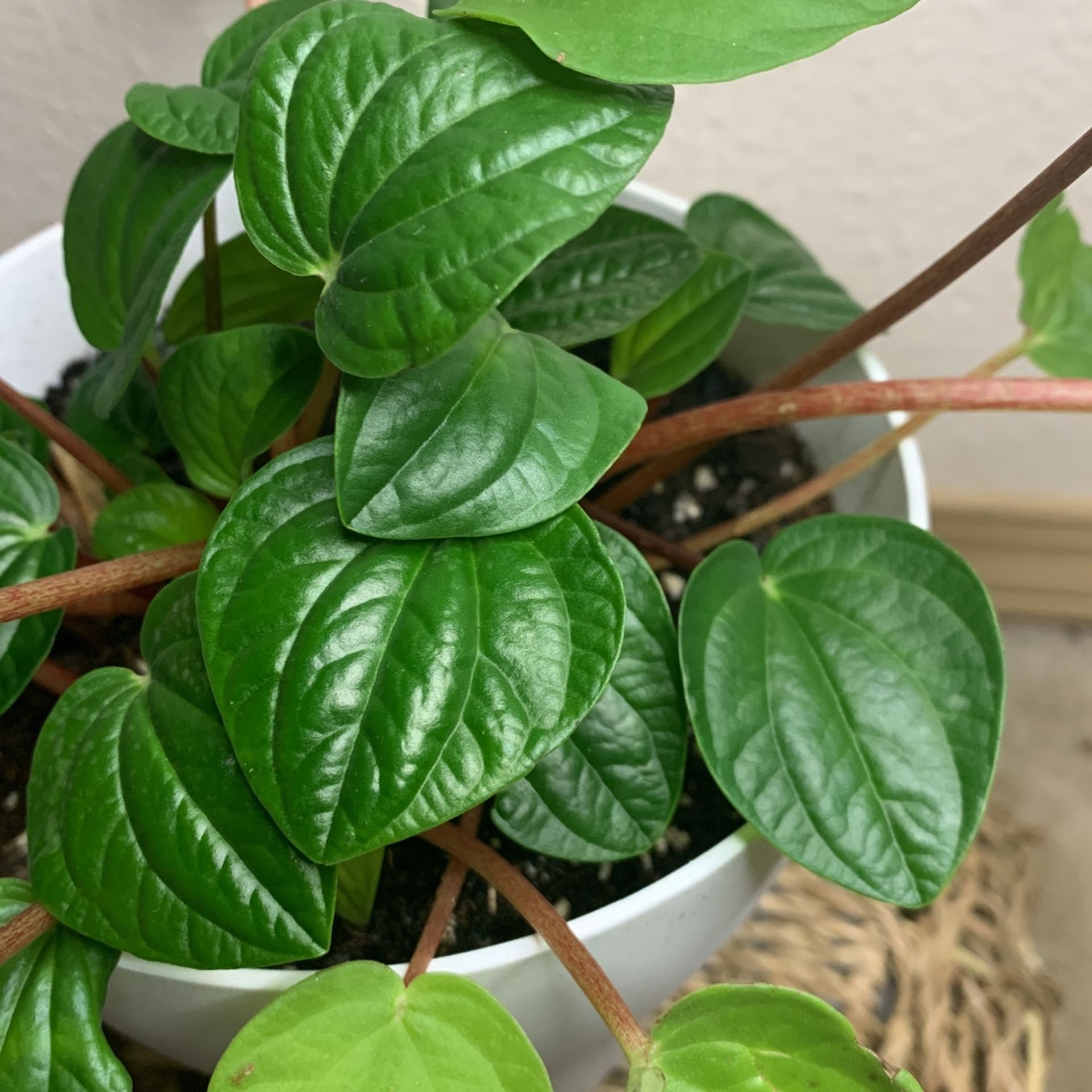 Peperomia Leapfrog