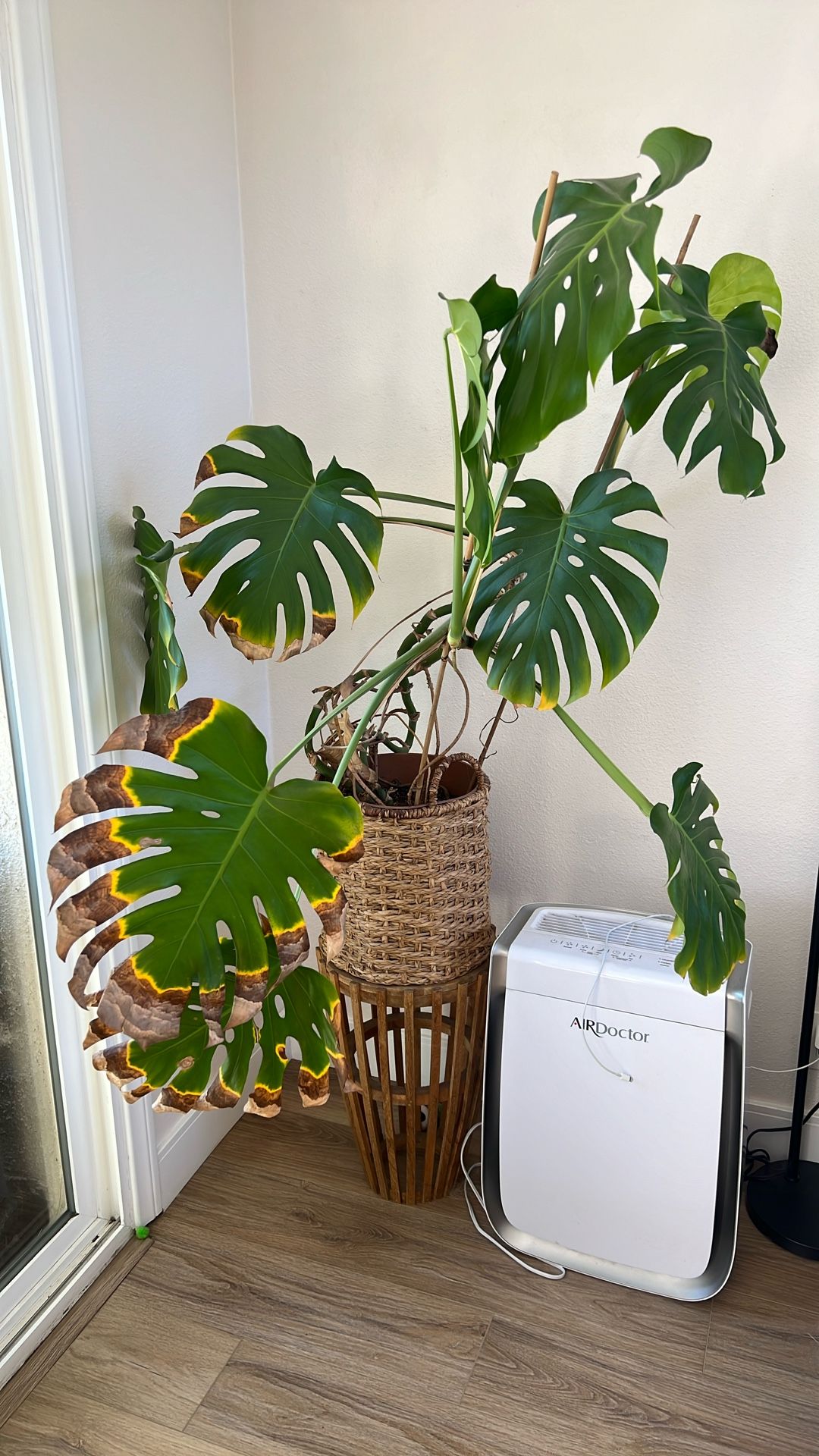 Monstera ~ 8 Years Old ~ 4 Ft tall - 10 Leaves