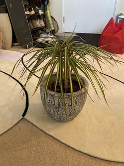 House Plant Cement Pot