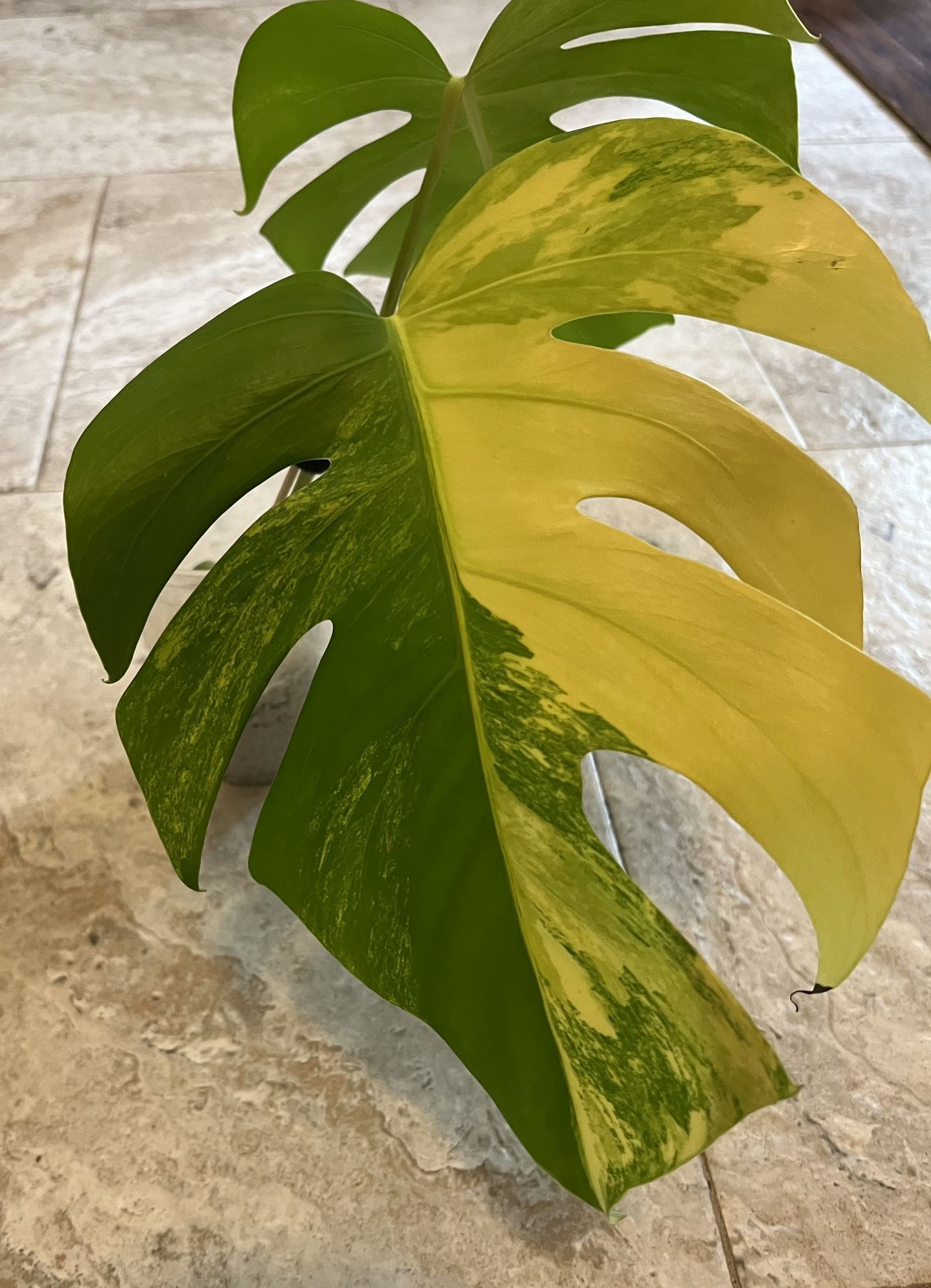 Variegated Monstera Aurea Two Leaf W/a 3rd Leaf Coming Out Plant Cutting Reduced