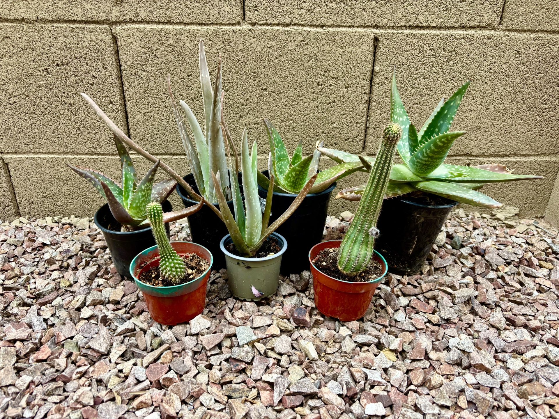 Succulents & Cacti