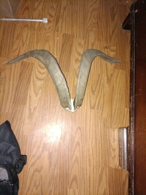 Goat Horns ( Not Sure TBH...)
