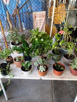 Plant package deal