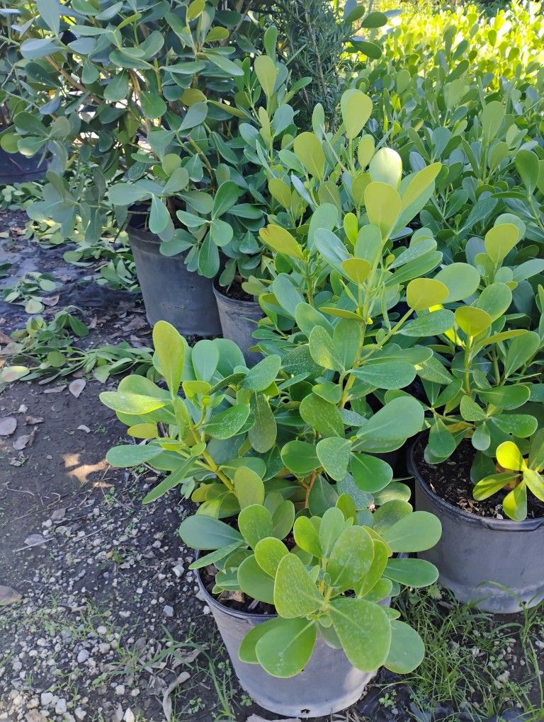Clusia Hedges 7gl 2.5-3ft⭐$13.00