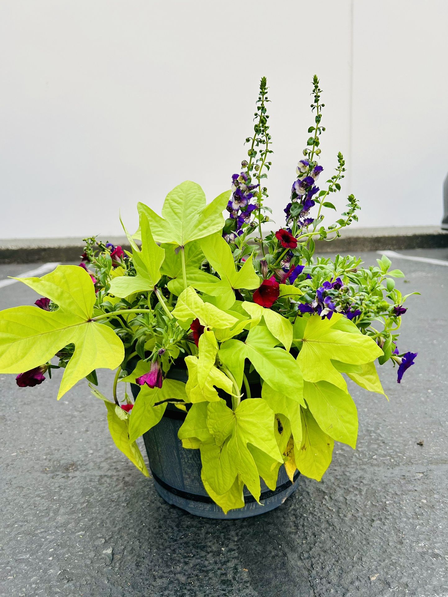 Floral Pots & Hanging Baskets