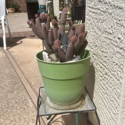 PINE. CONE. SUCCULENT 