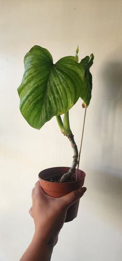 Philodendron Plowmanii