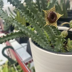 Zebra 🦓 Stapelia With Ceramic Pot 