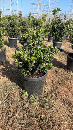 Wax-leaf privet