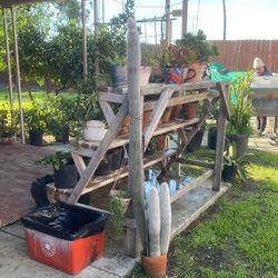 About 5’6 Cactus With Babies(3)