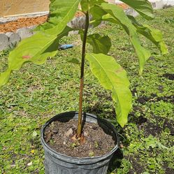 Avocado Tree