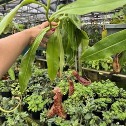 Pitcher Plant Hanging Basket 8” 