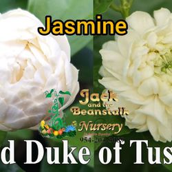 Grand Duke Jasmine  Plant   Perfume Flower  Blooming  3gal 