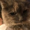 Gina