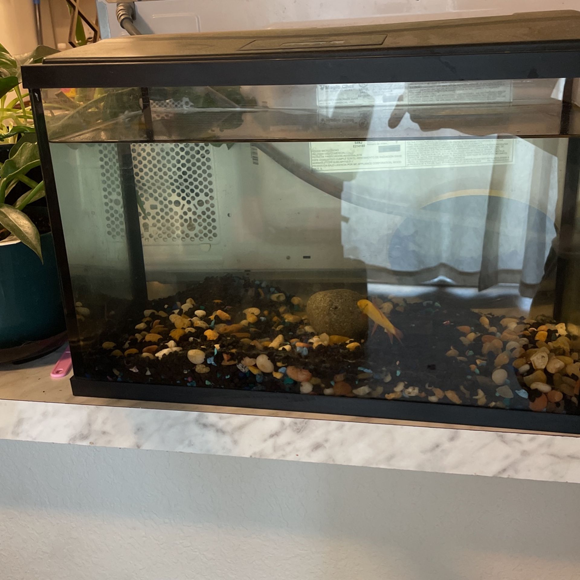 10g Fish Tank