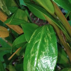 Variegated ZZ Plant (one 5 Inch Leaf Front & Bk)