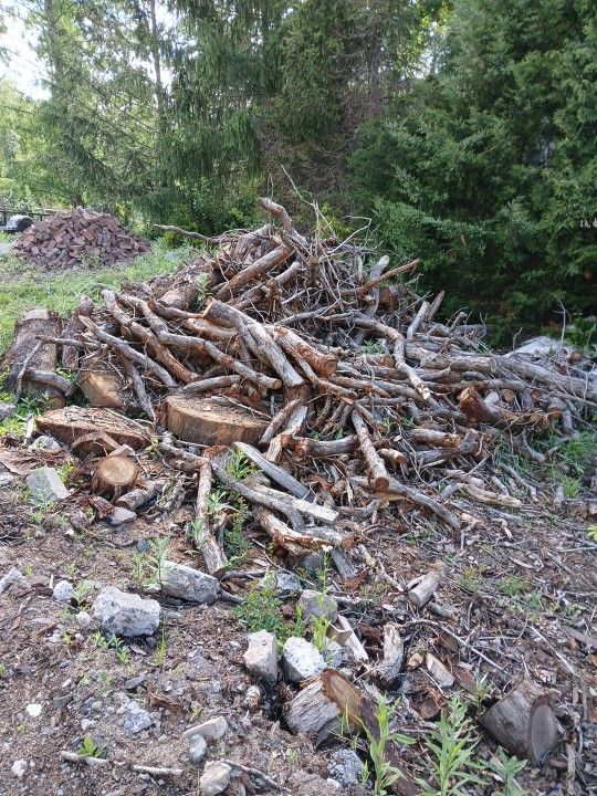 Oak Fire Woods