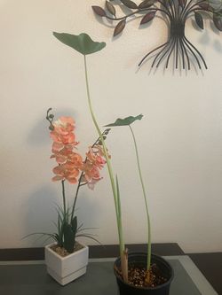 Elephant Ear Plant Seedling for Sale – Feng Shui Good Luck Plant