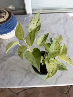 Healthy marble/snow queen pothos
