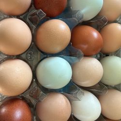 Hatching Eggs 