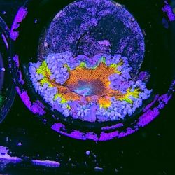 200 FRAGS Being Added Zoas, Torch, Hammers, OH My