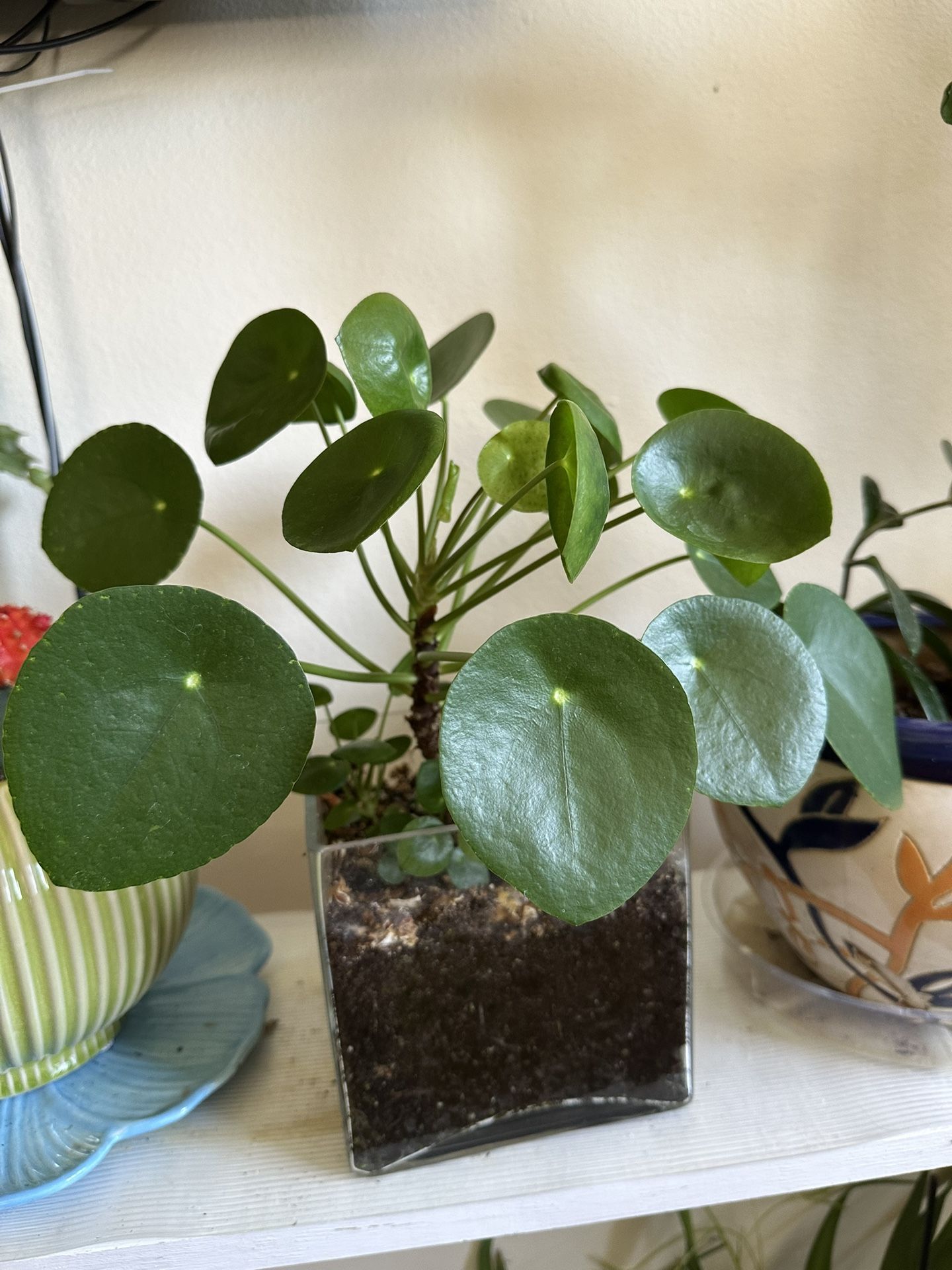 Chinese Money Plant