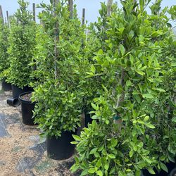 Indian Laurel Columns, Ficus nitida ‘Columns’ , Ficus tree, shade or Hedge and privacy 15gal Size