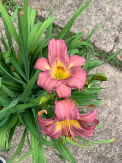 Lavender curls Day Lily plant