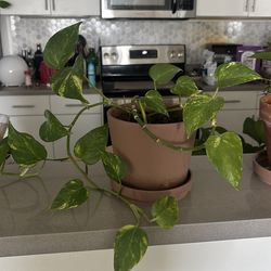 Pothos plant in pot