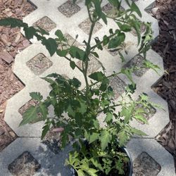 Organic Cherry Tomato Plant