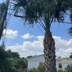 Lawn Maintenance Landscaping 