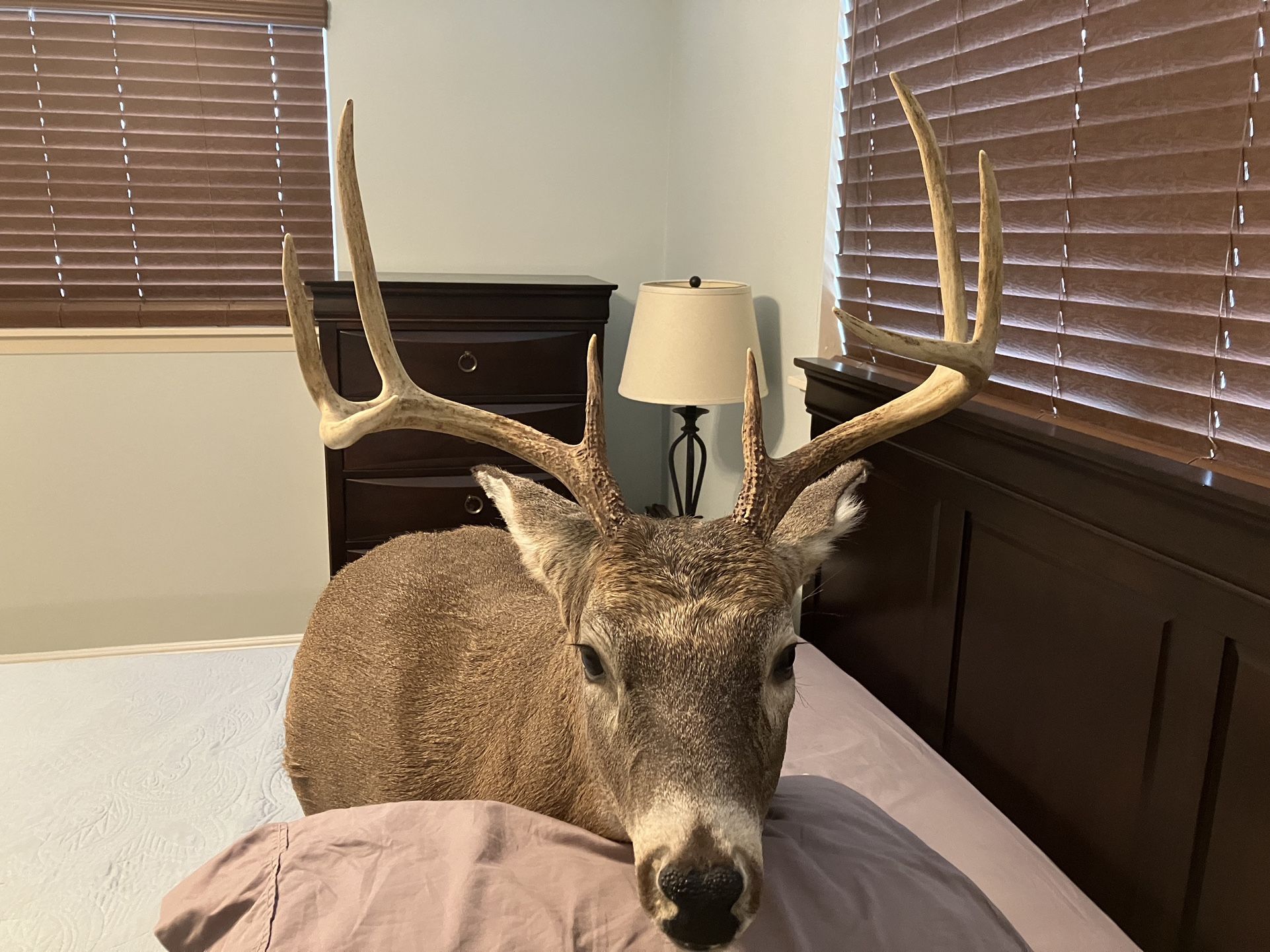 Deer Mount