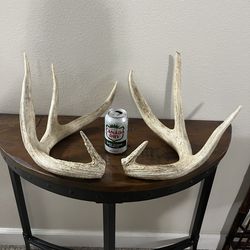 Set of very thick & large matching deer horns