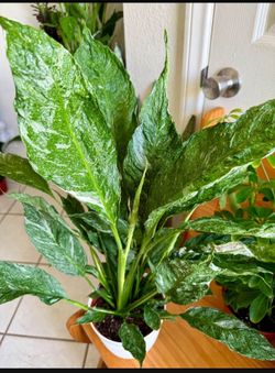 ♥️🌿Super Healthy variegated Peace Lilly🙏PLS Read Description