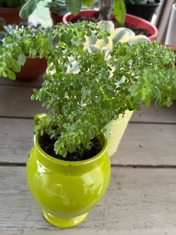 Biautiful Plant