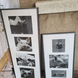Moving must go, offers welcome: cute baby pig piglets black and white photo aluminum frame wall art