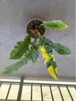 Philodendron (Ring of fire)