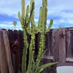 Free Varigated Cactus 