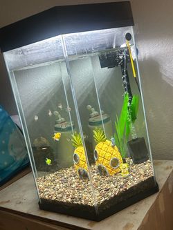 20 gallon fish tank
