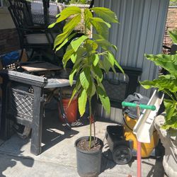 Avocado Tree
