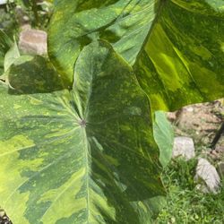 Elephant Ear Plants (pls Read Description Below & Inquire About Pricing)