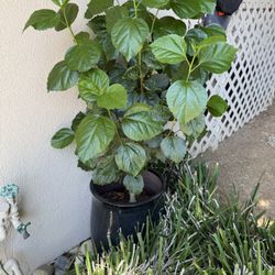 Black Pot And Plant Included!