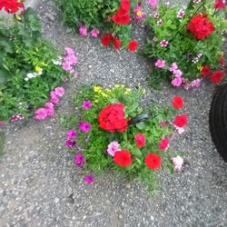 LARGE HANGING BASKETS $10 EACH 