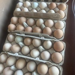 Fresh Organic Eggs