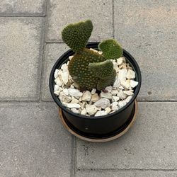 Cactus 🌵 