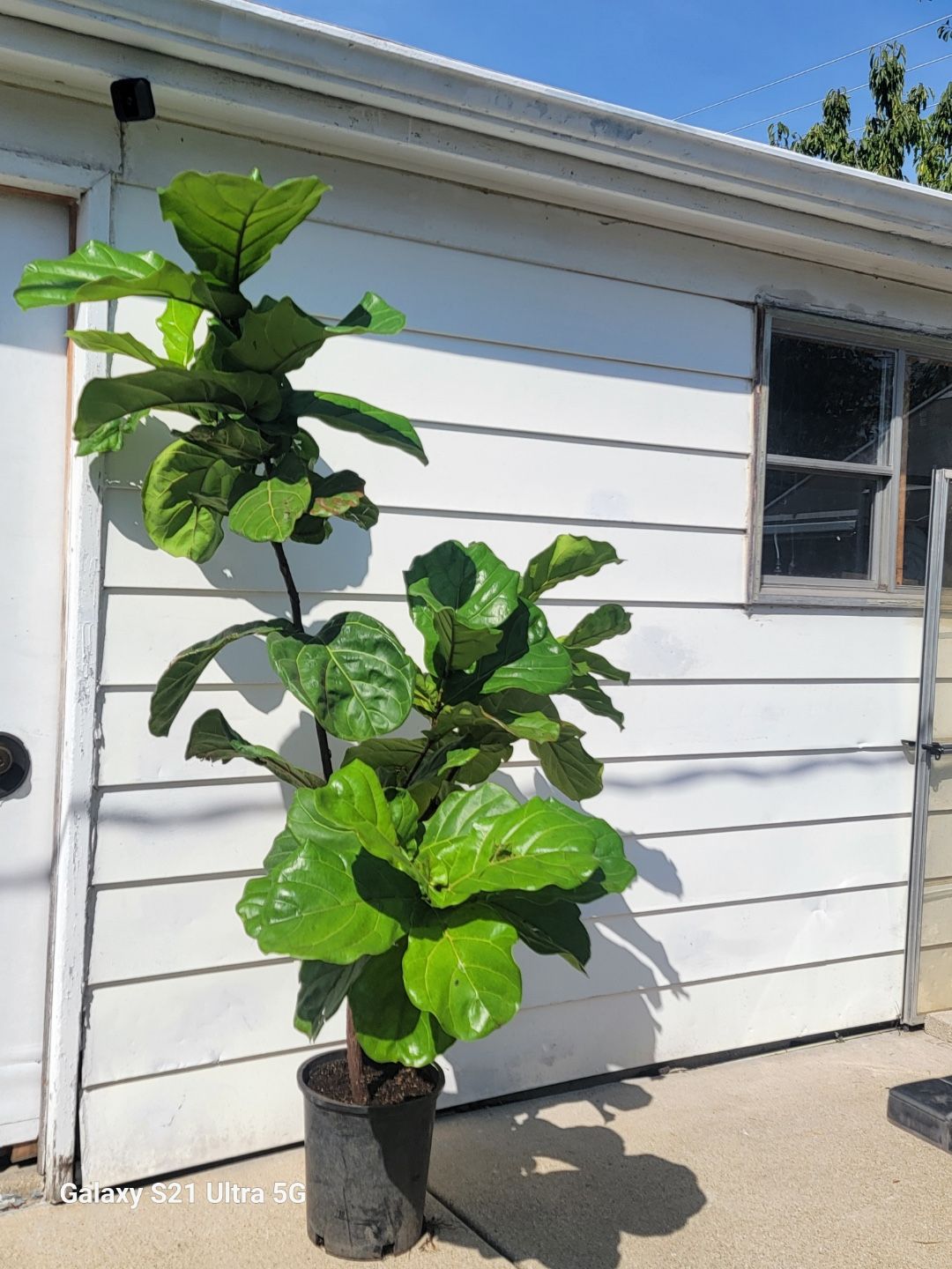 Fiddle Leaf Fig Plant