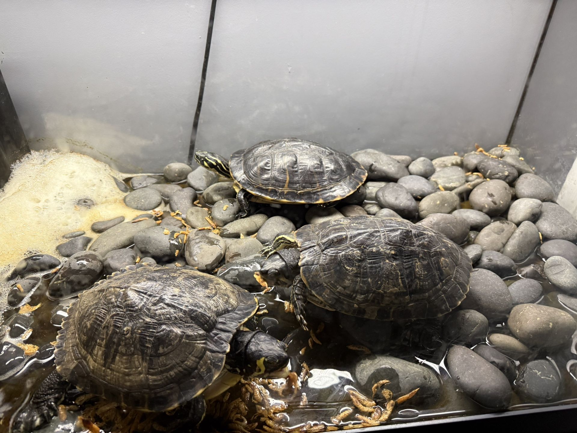 Free Turtles